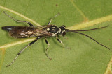 Coelichneumon azotus (male)