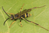 Ceropales maculata fraterna (female)