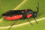 Poison Ivy Sawfly - Arge humeralis