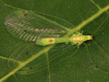 Leucochrysa insularis