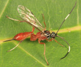 Ischnus inquisitorius atricollaris (female)