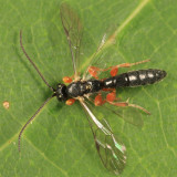 Exochus albifrons (female)