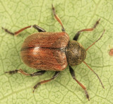 Western Grape Rootworm - Bromius obscurus