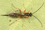 Sinophorus sp. (female)