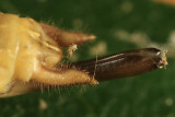 Two-spotted Tree Cricket - Neoxabea bipunctata