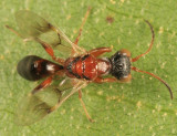 Deinodryinus atriventris