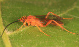Polytribax pallescens (male)
