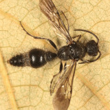 Dasymutilla gibbosa (male)