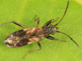 Ligyrocoris sylvestris