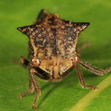 Stictocephala diceros