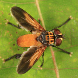Trichopoda pennipes