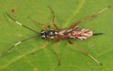 Ischnus inquisitorius atricollaris