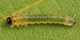 Hibiscus Sawfly (larva) - Atomacera decepta