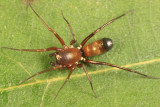 Micaria longipes