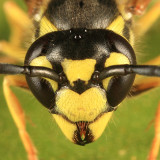 Eastern Yellowjacket - Vespula maculifrons