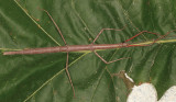 Northern Walkingstick - Diapheromera femorata (female)