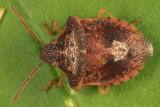 Dendrocoris humeralis