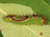 9211 - Triton Dagger Moth - Acronicta tritona