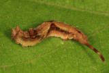 6255 - Rose Hooktip - Oreta rosea