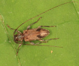 Urgleptes signatus