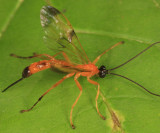 Acrotaphus wiltii  (female)