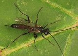 Cryptopimpla quadrilineata jocosa