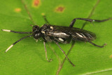 Macrophya trisyllaba