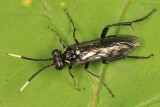 Macrophya trisyllaba