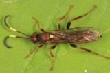 Cratichneumon pteridis