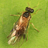 Acordulecera mellina