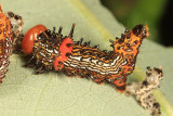 8010 - Red-humped Caterpillar - Schizura concinna
