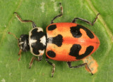 Parenthesis Lady Beetle - Hippodamia parenthesis