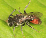 Sphecodes davisii