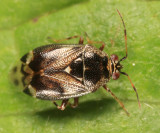 Deraeocoris nebulosus