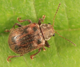 Xanthonia decemnotata