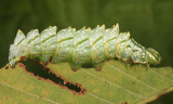 7929 - Double-toothed Prominent - Nerice bidentata