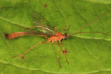 Enicospilus purgatus