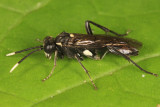 Macrophya trisyllaba