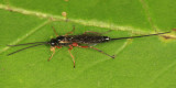 Glypta  sp.