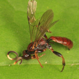 Cratichneumon vescus