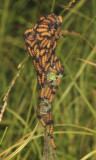  Baltimore Checkerspot caterpillars on Turtlehead - Euphydryas phaeton