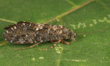 Rhyacophila formosa (female)