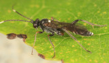 Asthenolabus scutellatus