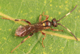 Cratichneumon annulatipes