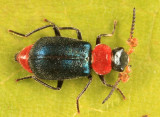 Collops tricolor (male)