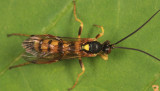 Eutanyacra vilissima (male)