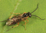 Pachynematus corniger