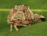 Telamona stephani