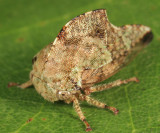 Telamona stephani