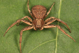 Xysticus pellax
